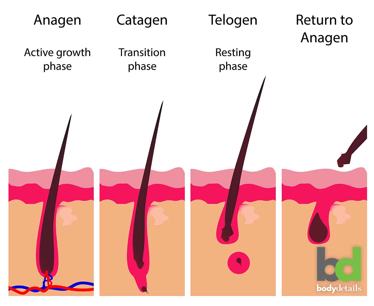 Stages Of Hair Growth Why They Matter For Laser Hair Removal | vlr.eng.br